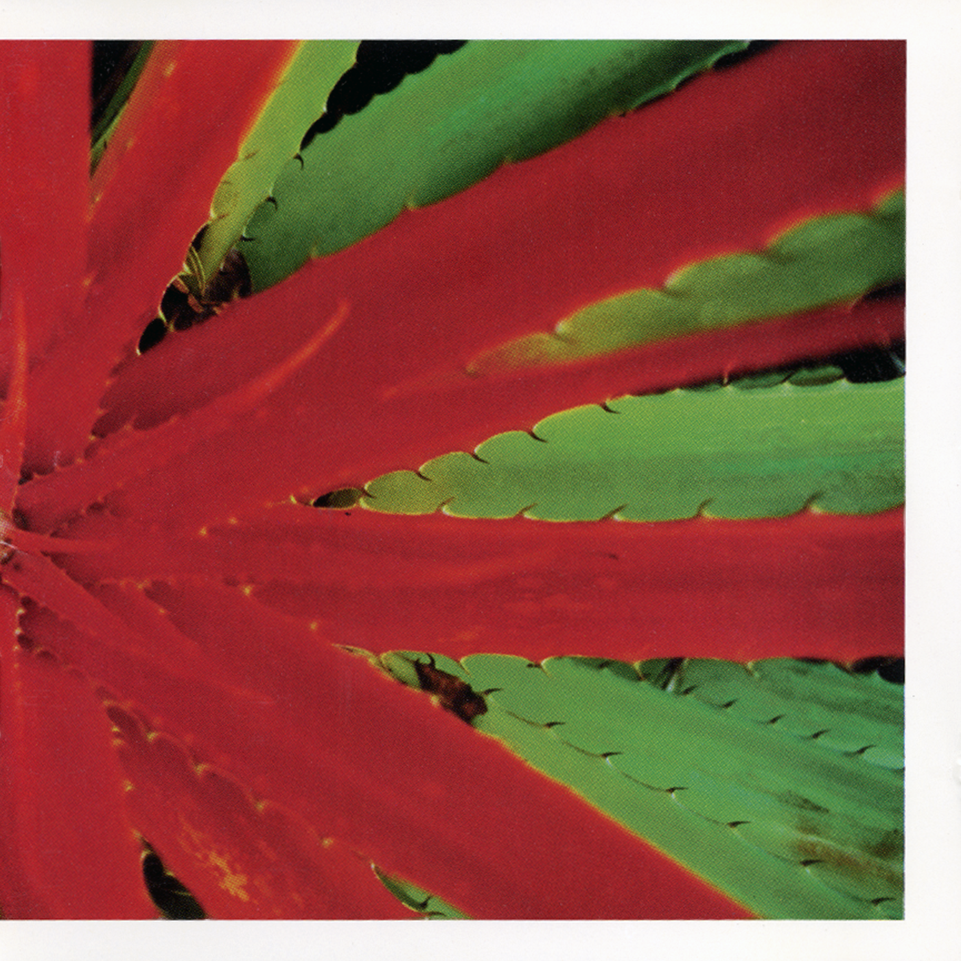 jejune CD this afternoons malady エモ This Afternoons Malady – Numero Group