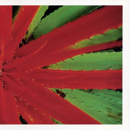 This Afternoons Malady